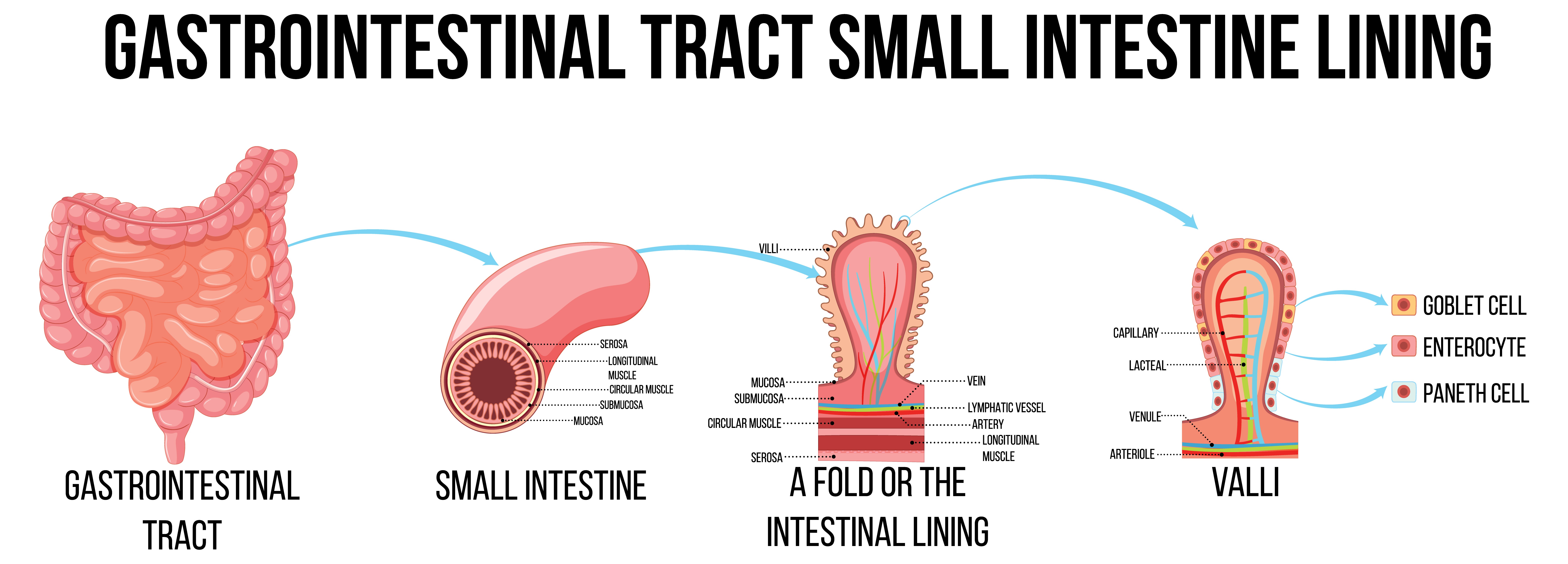 Permeabilidad intestinal